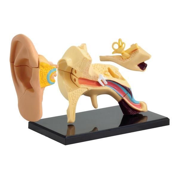 Модель анатомія вуха Edu-Toys збірна, 7,7 см (SK012) SK012 фото