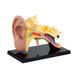Модель анатомія вуха Edu-Toys збірна, 7,7 см (SK012) SK012 фото 1