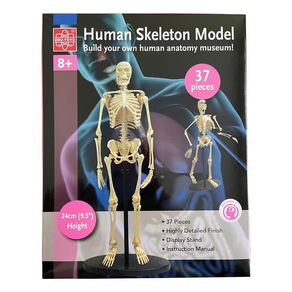 Модель кістяка людини Edu-Toys збірна, 24 см (SK057) kidis_2563 фото