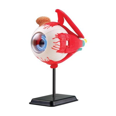 Модель очного яблука Edu-Toys збірна, 14 см (SK007) kidis_2561 фото