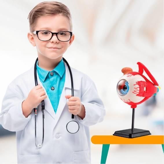 Модель очного яблука Edu-Toys збірна, 14 см (SK007) kidis_2561 фото