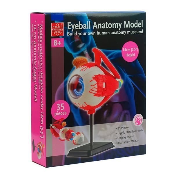 Модель очного яблука Edu-Toys збірна, 14 см (SK007) kidis_2561 фото