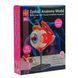 Модель очного яблука Edu-Toys збірна, 14 см (SK007) kidis_2561 фото 5