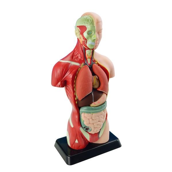 Анатомічна модель людини Edu-Toys збірна, 27 см (MK027) kidis_2585 фото