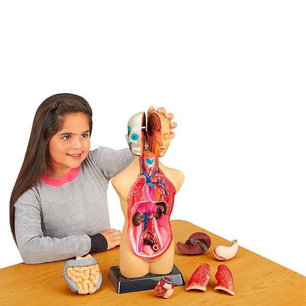 Анатомічна модель людини Edu-Toys збірна, 27 см (MK027) kidis_2585 фото
