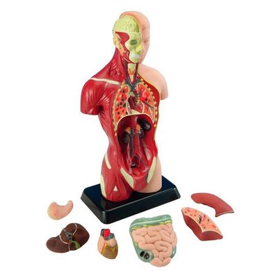 Анатомічна модель людини Edu-Toys збірна, 27 см (MK027) MK027 фото