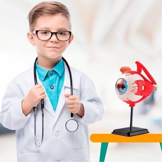 Модель очного яблука Edu-Toys збірна, 14 см (SK007) SK007 фото