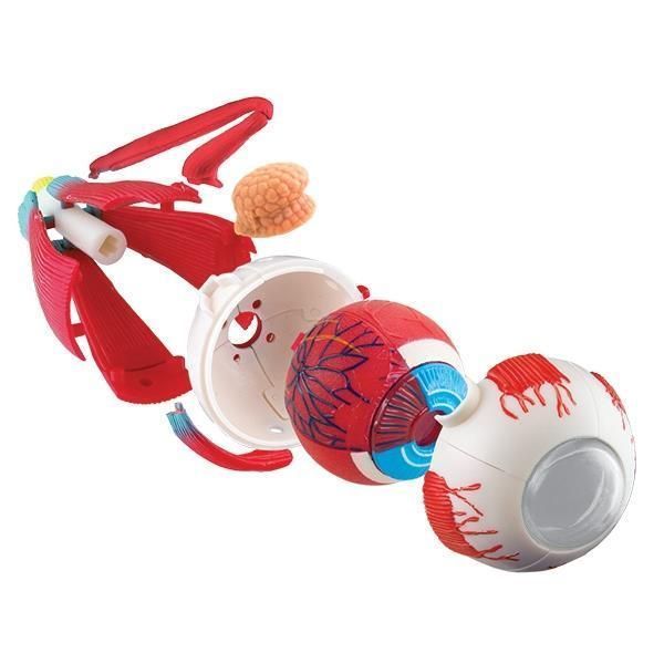 Модель очного яблука Edu-Toys збірна, 14 см (SK007) SK007 фото
