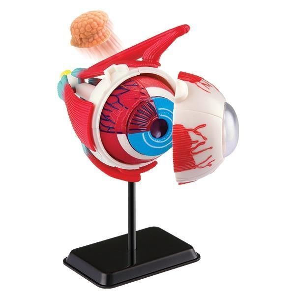Модель очного яблука Edu-Toys збірна, 14 см (SK007) SK007 фото