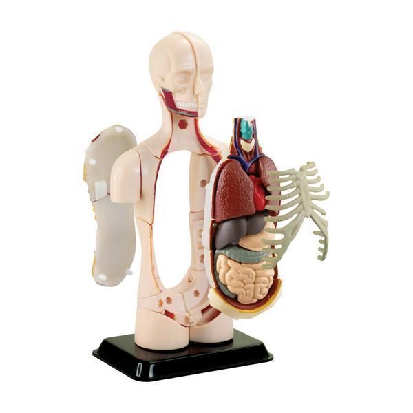 Модель тулуба людини Edu-Toys збірна, 12,7 см (SK008) SK008 фото