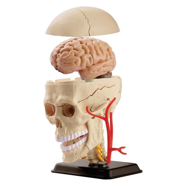 Модель черепа з нервами Edu-Toys збірна, 9 см (SK010) kidis_2565 фото