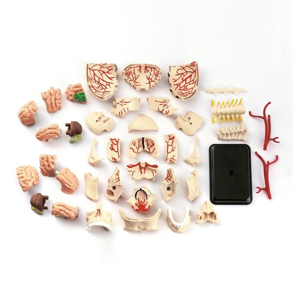 Модель черепа з нервами Edu-Toys збірна, 9 см (SK010) kidis_2565 фото
