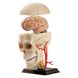 Модель черепа з нервами Edu-Toys збірна, 9 см (SK010) kidis_2565 фото 2