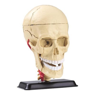 Модель черепа з нервами Edu-Toys збірна, 9 см (SK010) SK010 фото