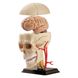 Модель черепа з нервами Edu-Toys збірна, 9 см (SK010) SK010 фото 2
