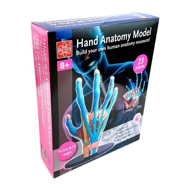 Модель руки Edu-Toys збірна, 16,5 см (SK058) kidis_2548 фото