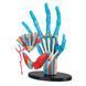 Модель руки Edu-Toys збірна, 16,5 см (SK058) kidis_2548 фото 3