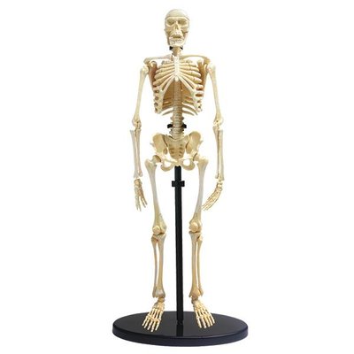Модель кістяка людини Edu-Toys збірна, 24 см (SK057) kidis_2563 фото