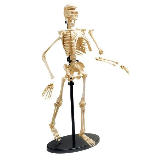 Модель кістяка людини Edu-Toys збірна, 24 см (SK057) SK057 фото