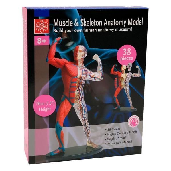Модель м'язів і скелета людини Edu-Toys збірна, 19 см (SK056) kidis_2564 фото