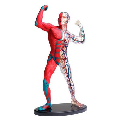 Модель м'язів і скелета людини Edu-Toys збірна, 19 см (SK056) SK056 фото