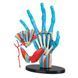 Модель руки Edu-Toys збірна, 16,5 см (SK058) SK058 фото 3
