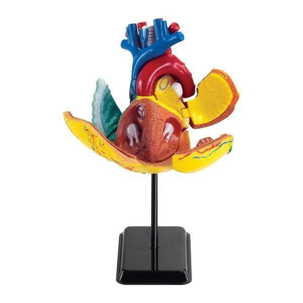 Модель серця людини Edu-Toys збірна, 14 см (SK009) SK009 фото
