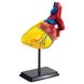 Модель серця людини Edu-Toys збірна, 14 см (SK009) SK009 фото 1